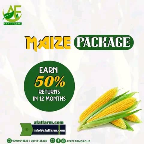 Fresh Maize